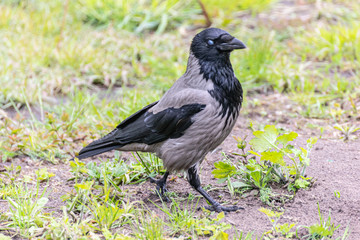 Gray crow portrait looking for food in field on ground in spring. Raven in wildlife.