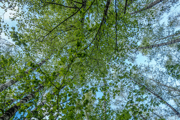 Fototapeta premium forest landscape trees with young foliage against a bright blue sky, bottom view