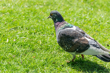 Gray pigeon portrait looking for food in field on ground in spring sunny day. Dove in wildlife.