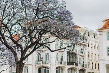 Jacaranda tree in blossom in Lisbon downtown. Decorative tree blooming with purple flowers in front...