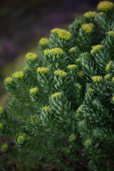 Rhodiola rosea