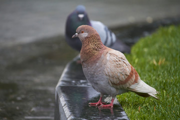 Close-up of bird dove on sidewalk in public park in the rain, selective focus