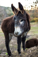 donkey on the mountain