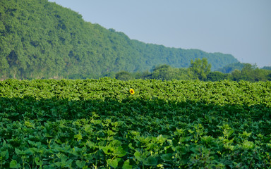 Fototapeta na wymiar Agricultural field with unripe green sunflowers. And only one flower has opened its petals and is looking in your direction. Against the background of densely covered with deciduous trees mountains.