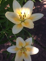 
lilies in the shade of a tree
