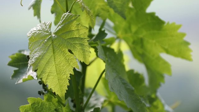 Weinblatt in sanfter Briese