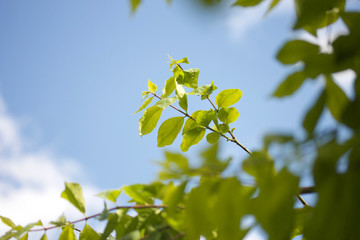 Green leaves on blue sky