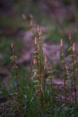 Horsetail field