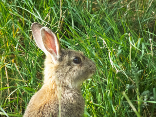 rabbit in the grass