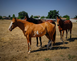 Three horses grazing together in golden field under bright blue sky