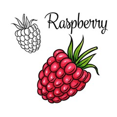 Raspberry vector drawing icon