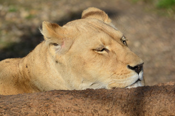 Hidden, dormant lioness close up