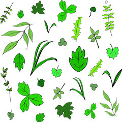 A set of green leaves
