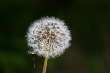 Dandelion with one spore hanging on against dark background