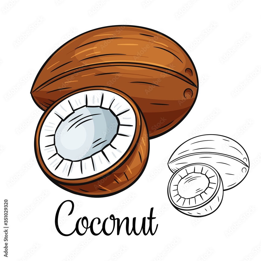 Sticker coconut vector drawing icon - Stickers