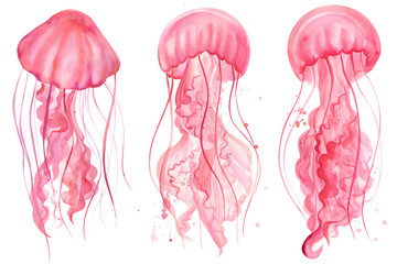 set of jellyfish on an isolated white background, watercolor illustration, hand drawing © Hanna