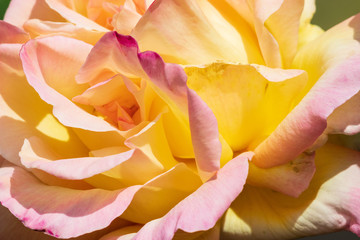 Fototapeta na wymiar yellow rose closeup