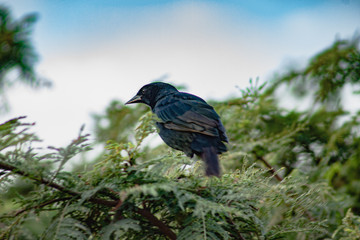Hermosa ave negra posada en árbol 