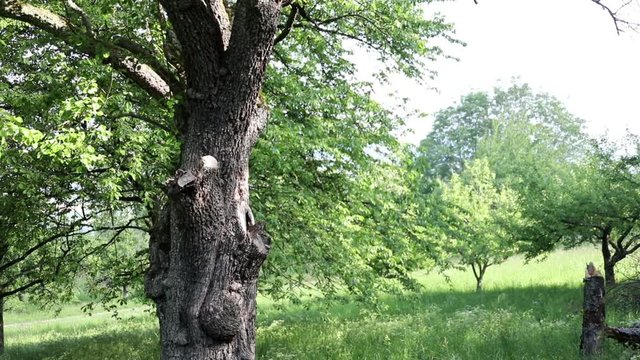 Auf einer Streuobstwiese