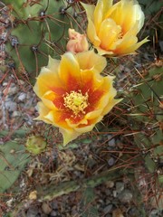 Obraz na płótnie Canvas cactus with flower