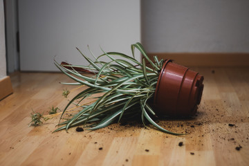 Obraz na płótnie Canvas Pot with fallen plant on the floor of the house