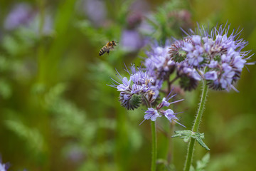 Blumenwiese mit Bienen Bienenweide