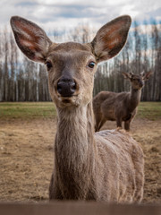Closeup portrait of cute young red deer, domesticated animal looking directly at camera with interest, focus on eyes