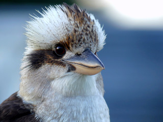 Portrait of an australian Kookaburra