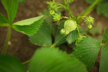 Bush of green unripe strawberries growing in the garden