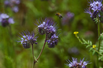 Blumenwiese mit Bienen Bienenweide