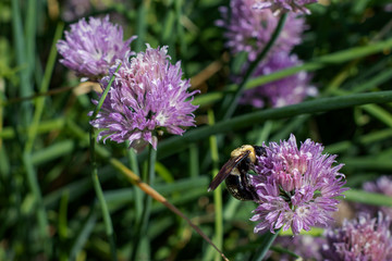 A fuzzy carpenter bee forages for pollen on the purple flower of a chive plant growing in a garden.