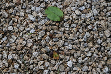 Piedras
