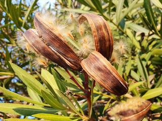 Nerium oleander bush with air, flying seeds.