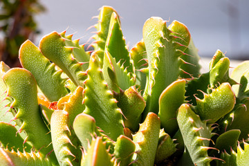 faucaria tigrina