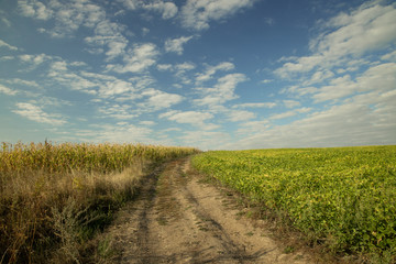 empty field after harvest season in September autumn time nature landscape scenic view with dirt trail to horizon background line blue sky white clouds