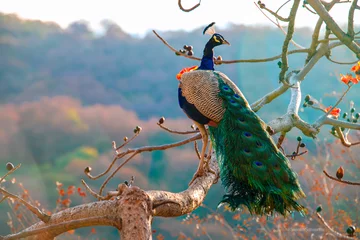  A real peacock sitting on a tree with an open feathers © shantanu