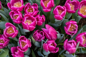 Obraz premium Top view of pink tulips. The peony tulip in the garden. Sunny spring day.