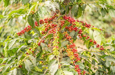 Obraz premium Red coffee beans in crop field
