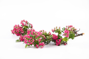 Midland hawthorn (Crataegus laevigata) branch with blossoms on a white background