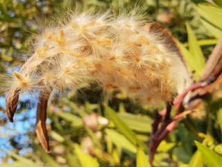 Nerium oleander bush with air, flying seeds.