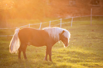 Beautiful pony on the meadow with back sunlight