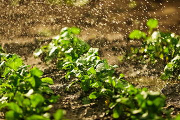A radish is watered in a garden in a spring garden