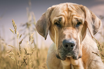 Portrait von einem Hund Broholmer auf einer Graswiese