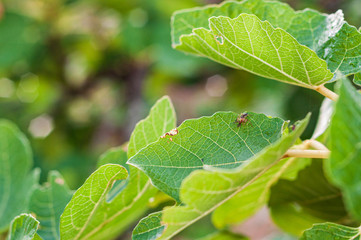 Detail of a green plant in nature