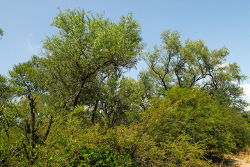 Flora Santiago del Estero