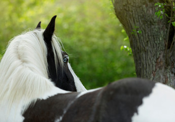 Beautiful black and white Irish cob with one blue eye portrait with green background 