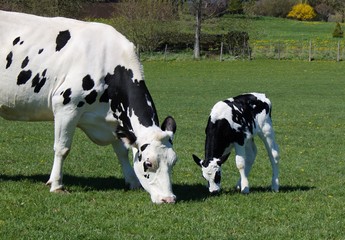 Holstein cow and newborn calf eating grass in the meadow on a sunny spring afternoon