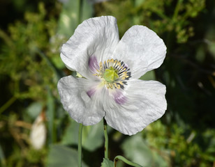 White poppies in the field with selective focus