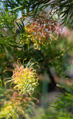 flower of a tree