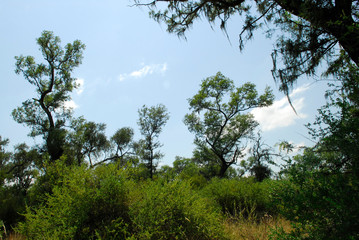 Flora Santiago del Estero